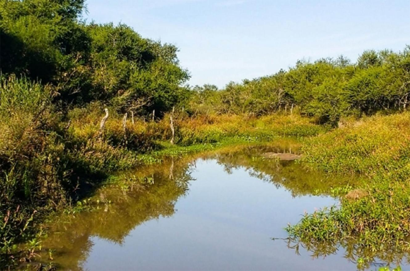 Según el último ordenamiento territorial, los bosques nativos entrerrianos ocupan alrededor de 1,9 millones de hectáreas de la superficie provincial.