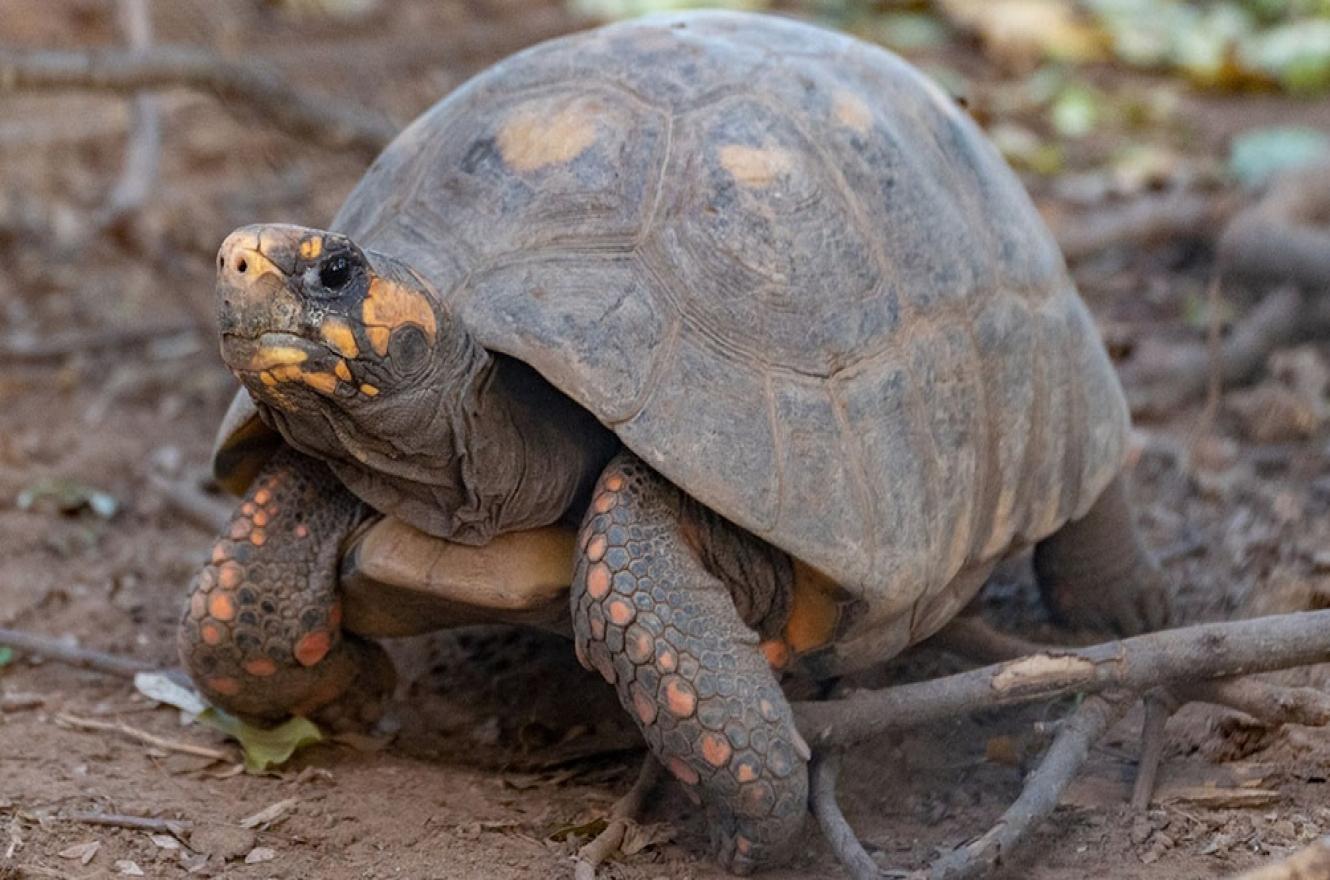 Reingresarán a la tortuga yabotí al Parque Nacional El Impenetrable chaqueño