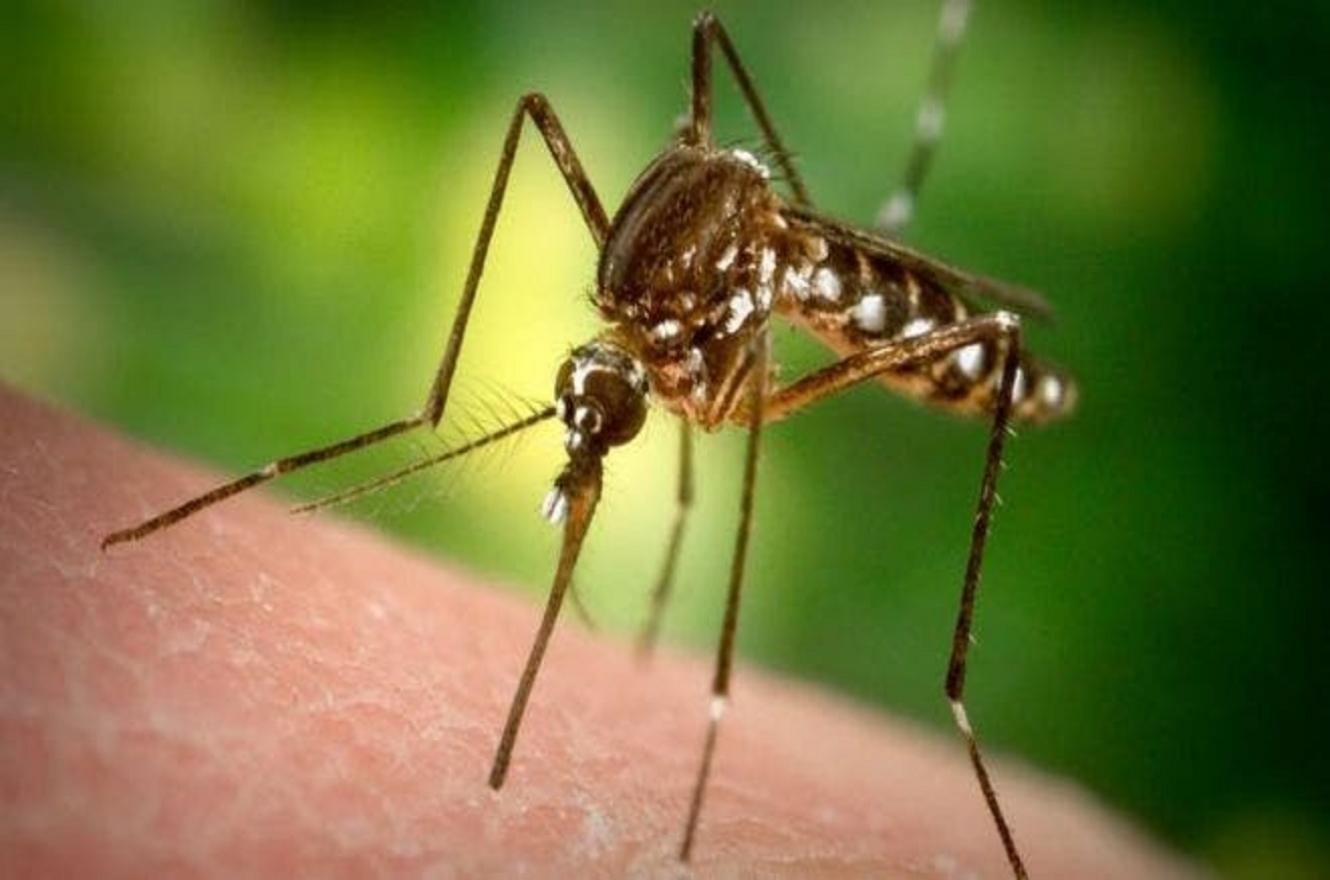 Aedes Aegipty