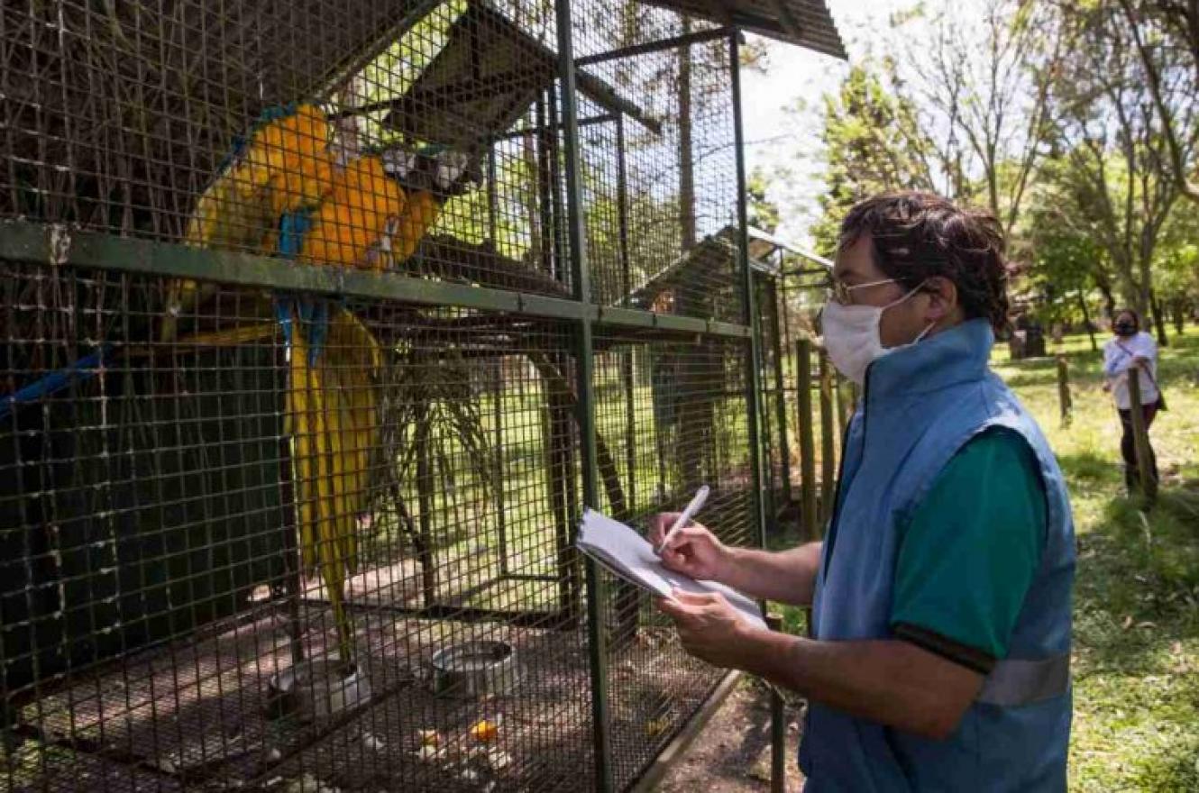 Aclararon que los animales silvestres rescatados murieron pese a su atención