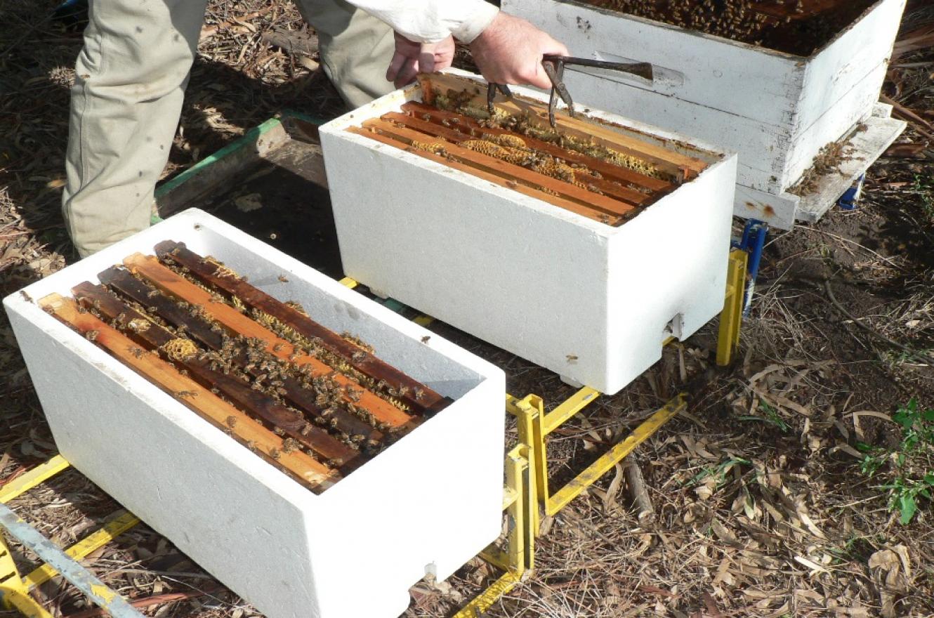 La resolución abarca a la producción de abejas