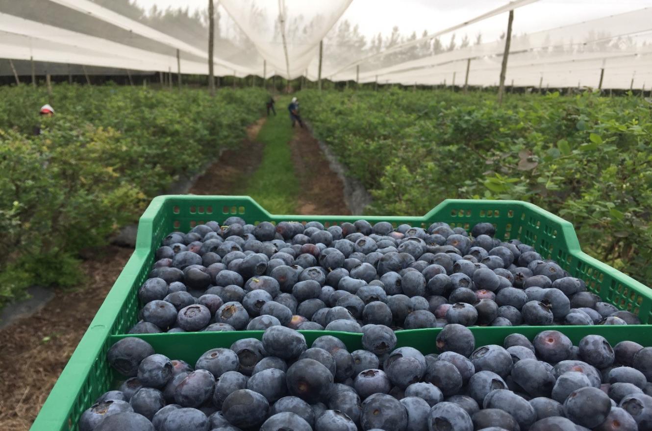 Productores de arándano celebraron la designación de Mirassou al frente del INTA