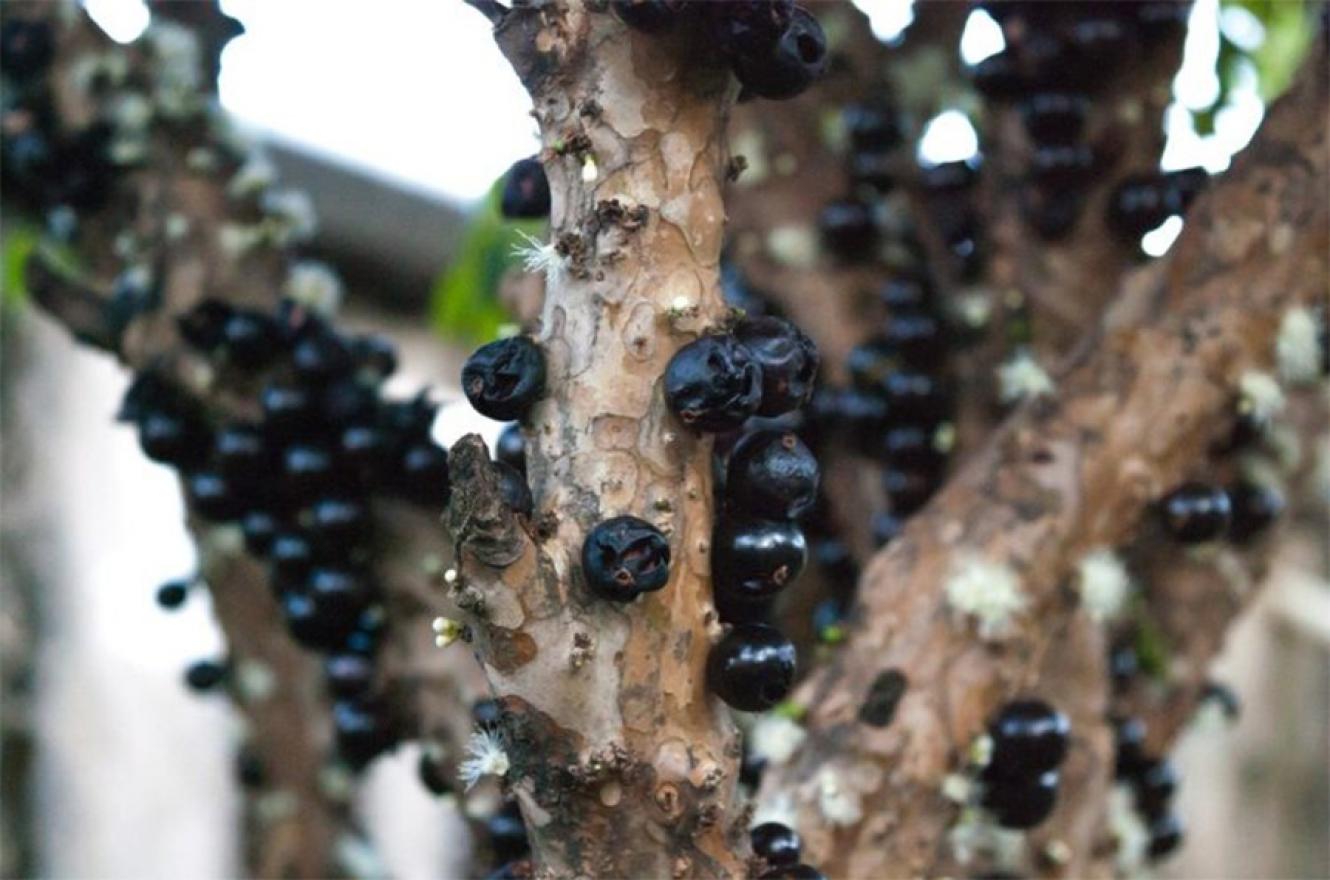 Guapurú o Yvapuru es su nombre en lengua guaraní, pero ahora es más conocido por “Jaboticaba” (Yabuticaba) y tiene una particularidad: sus frutos crecen pegados al tronco.