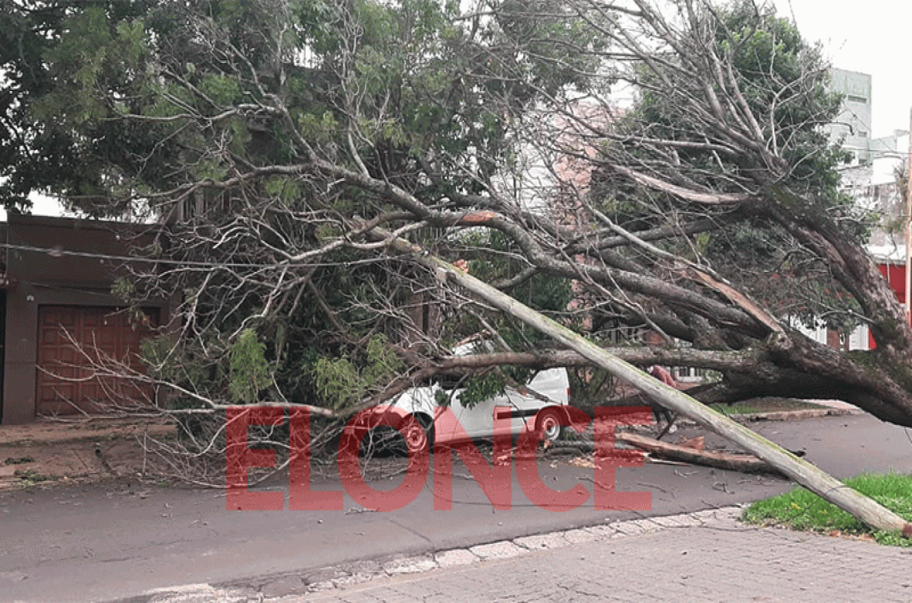 árbol caído calle 25 de Mayo y Presidente Perón