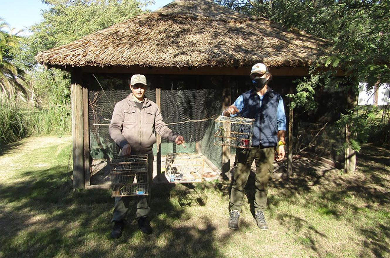 Los cardenales amarillos (Gubernatrix cristata) provienen de un decomiso por tenencia ilegal de fauna silvestre, y ya se encuentran en proceso de adaptación para luego intentar su reinserción en la reserva natural El Potrero, de Gualeguaychú.