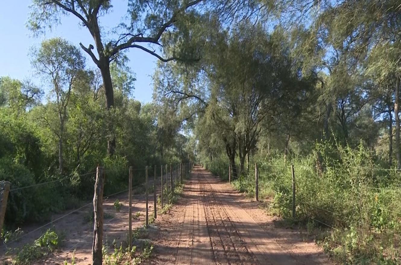 En los últimos 20 años, se perdieron 6,5 millones de hectáreas de bosque nativo en el país