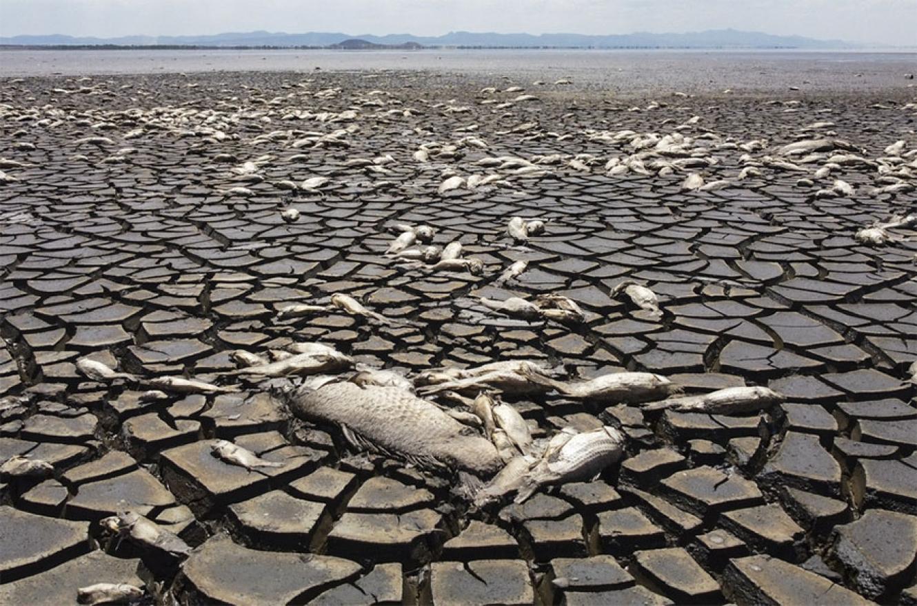 La Tierra rompió el récord de temperatura. Las temperaturas globales en 2024 estuvieron 1,28 grados por encima de los registros del siglo XX.