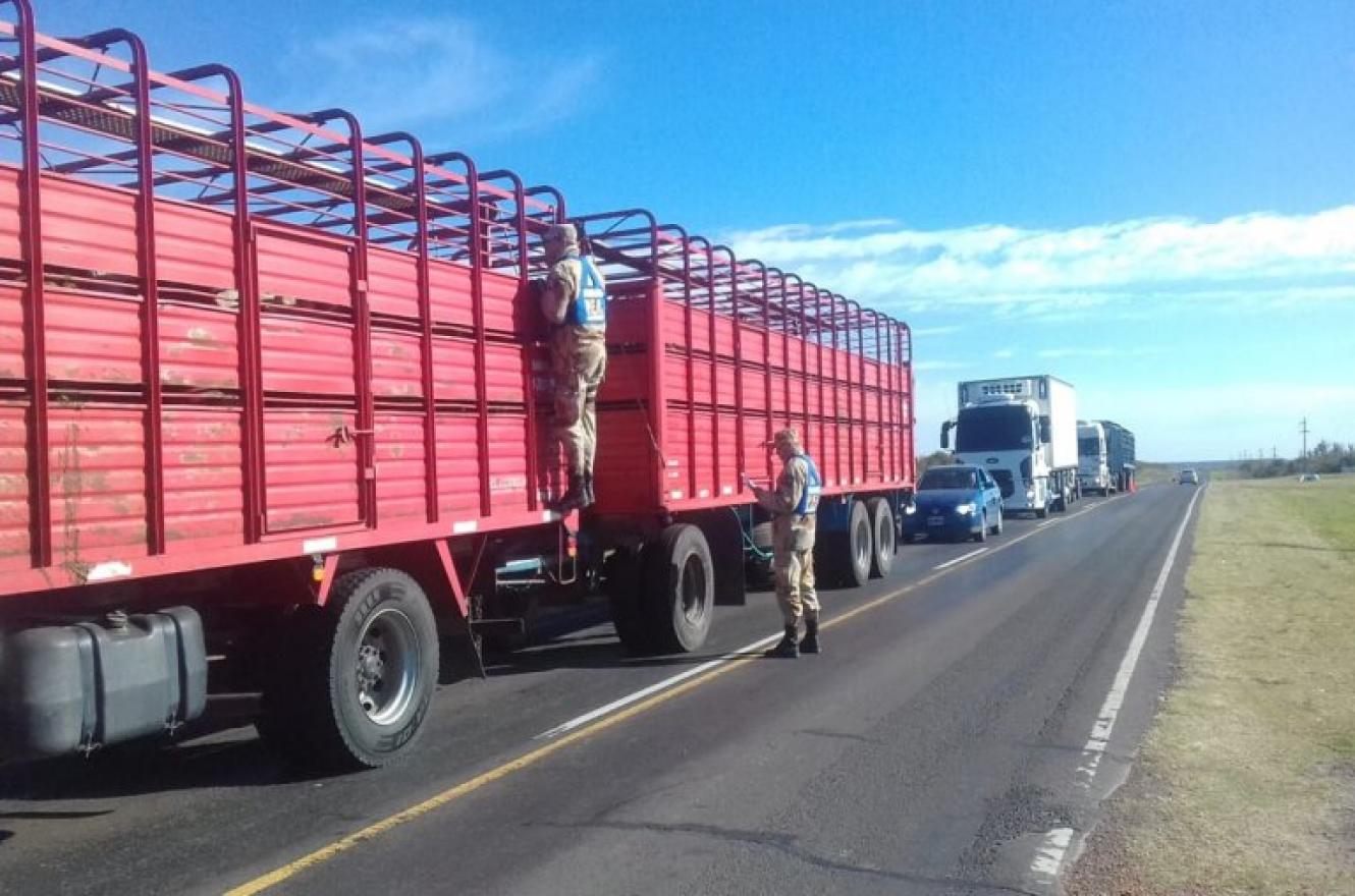 Detuvieron la marcha de cuatro camiones que trasladaban bovinos con garrapatas