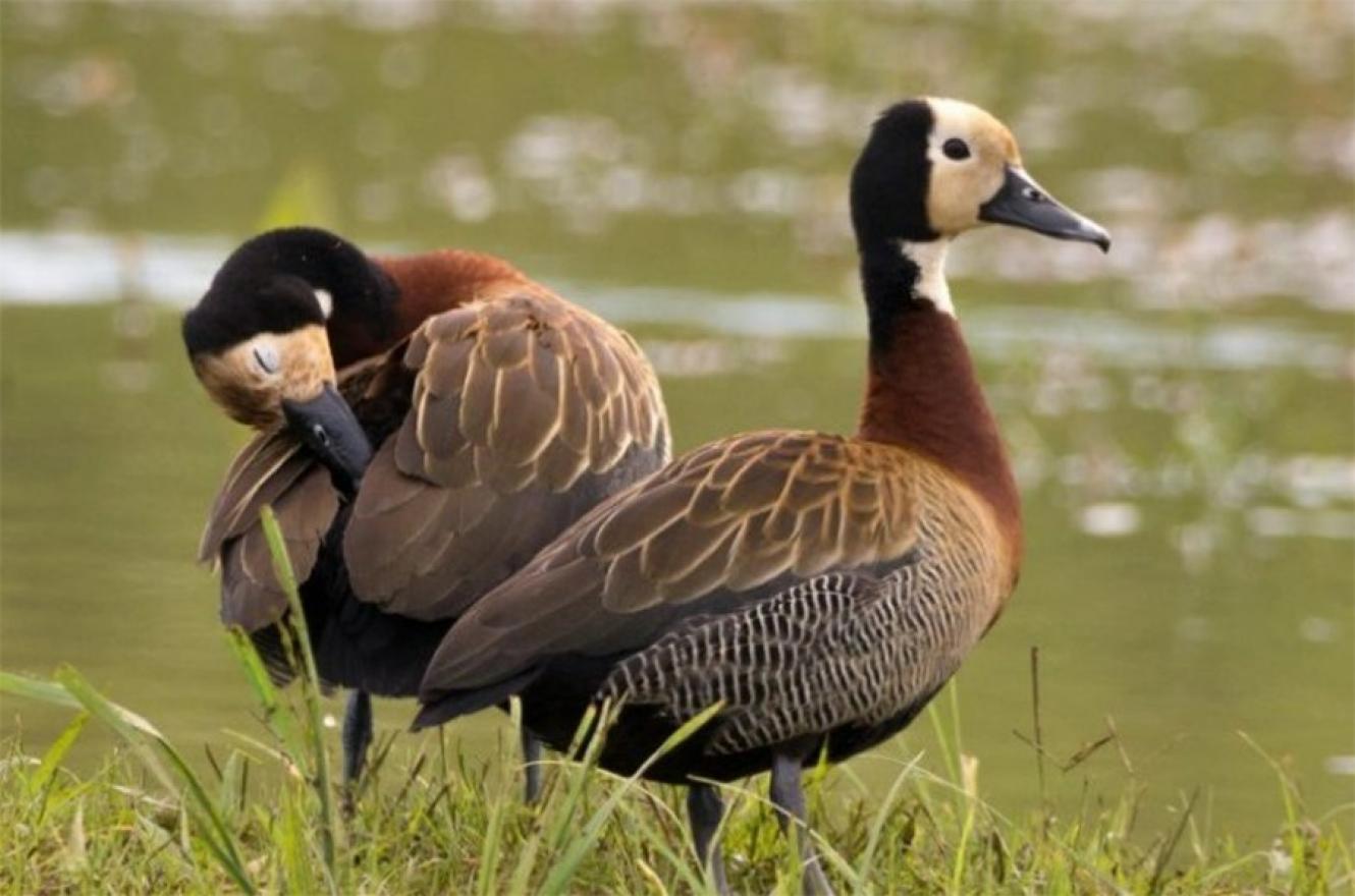Entidades ambientalistas piden que el gobierno provincial suspenda por 5 años la caza de aves silvestres en Entre Ríos.