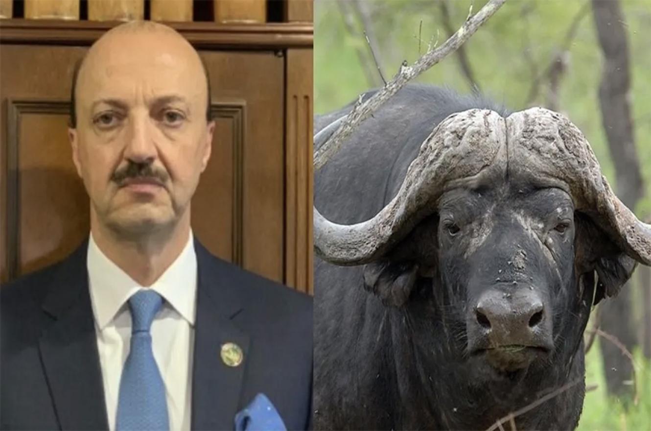 Un búfalo embistió y mató de varias cornadas a un cazador mexicano, que ahora se confirmó practicaba esa actividad de manera ilegal.