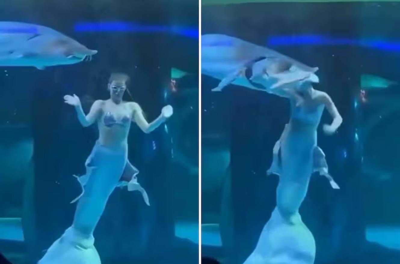 El estremecedor momento en el que un pez le mordió la cabeza a una mujer que trabajaba de sirena en un acuario.
