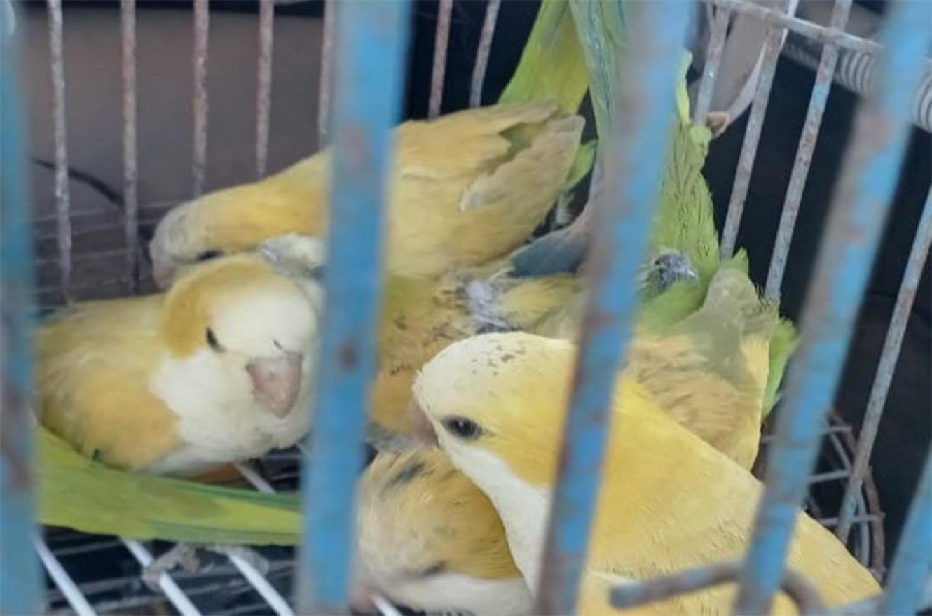 En total se secuestraron tres jaulas y 15 aves.