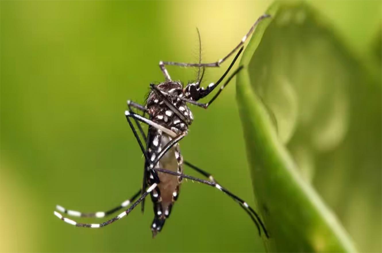 Los casos de dengue superan los 230.000 en lo que va del año.