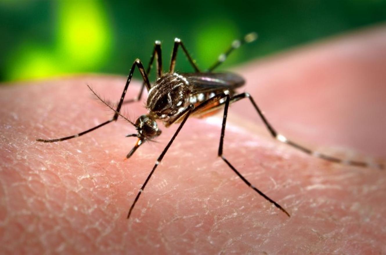 Aedes Aeyipti