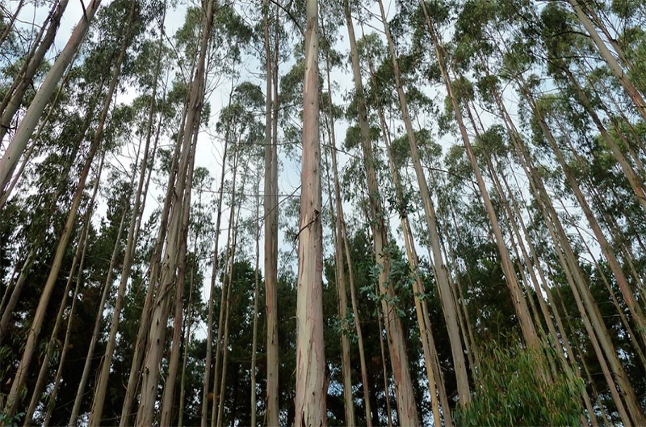Eucaliptus