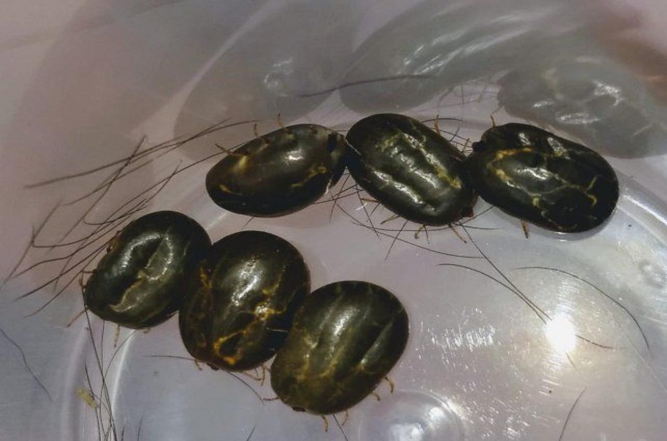 garrapatas