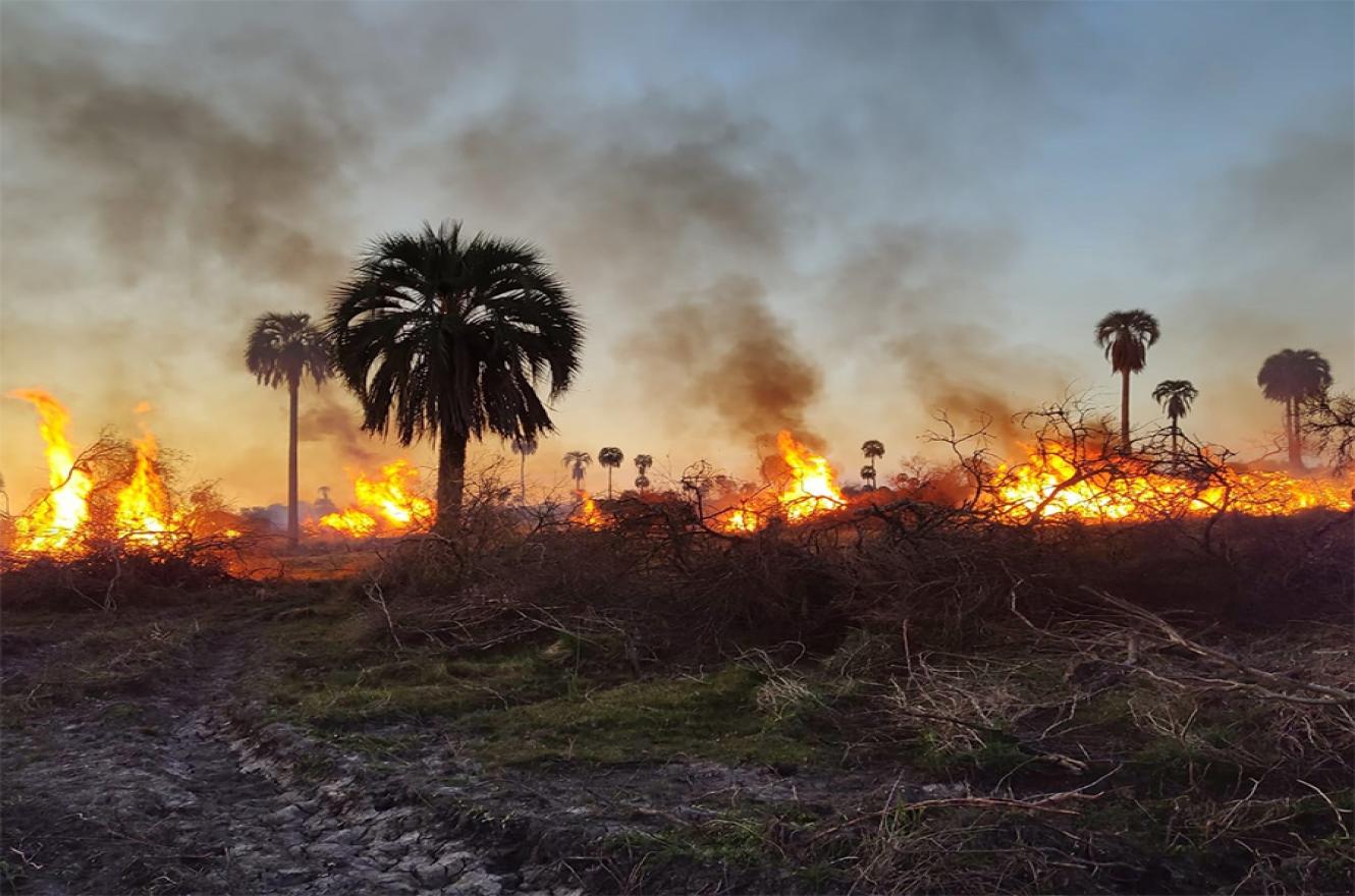Las imágenes son dantescas. El fuego arrasa todo tipo de vegetación y consume gran parte del territorio que iba a ser el Parque Nacional Selva de Montiel.