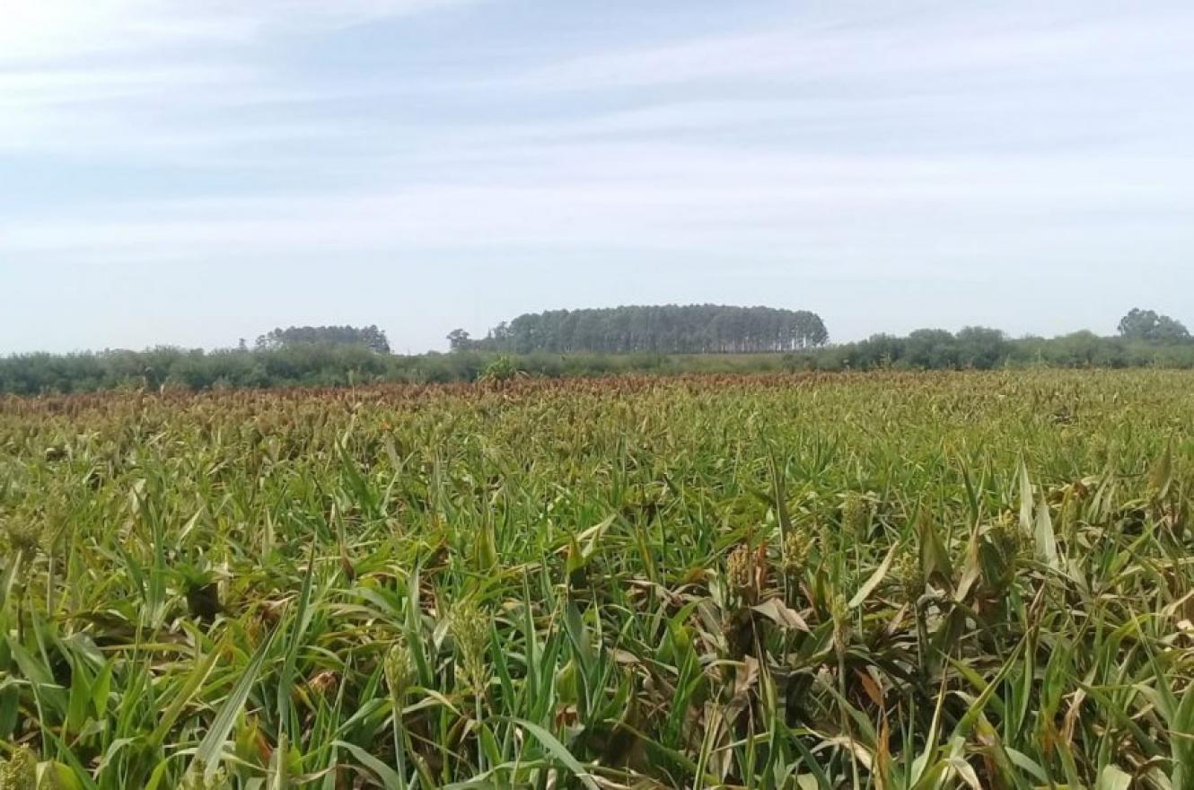 Denunciaron fumigación aérea sobre un campo en el que desarrollan actividades educativas