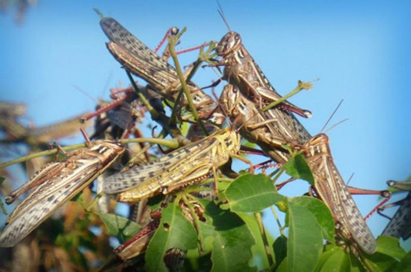 plaga de langostas 