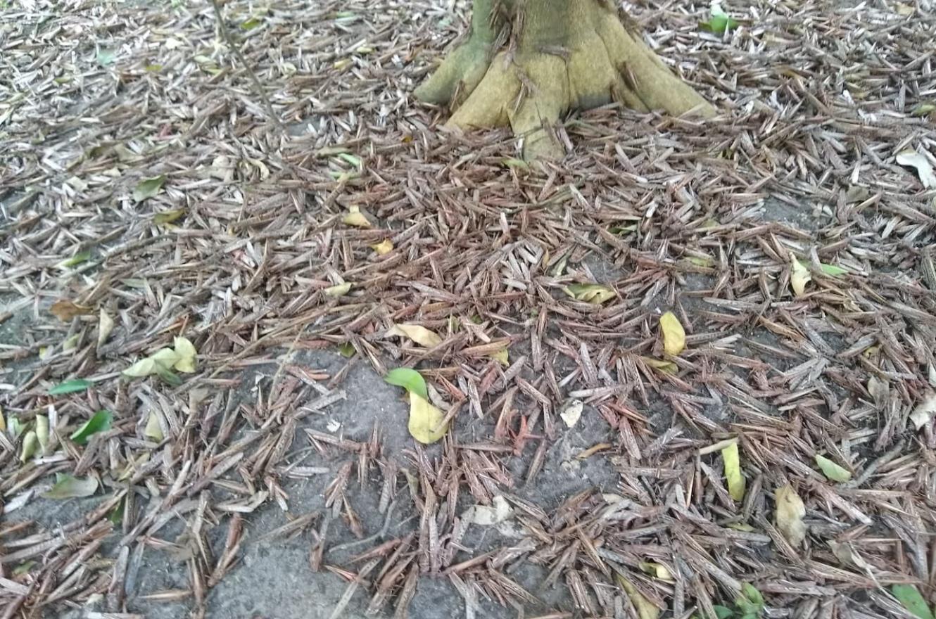 Langostas
