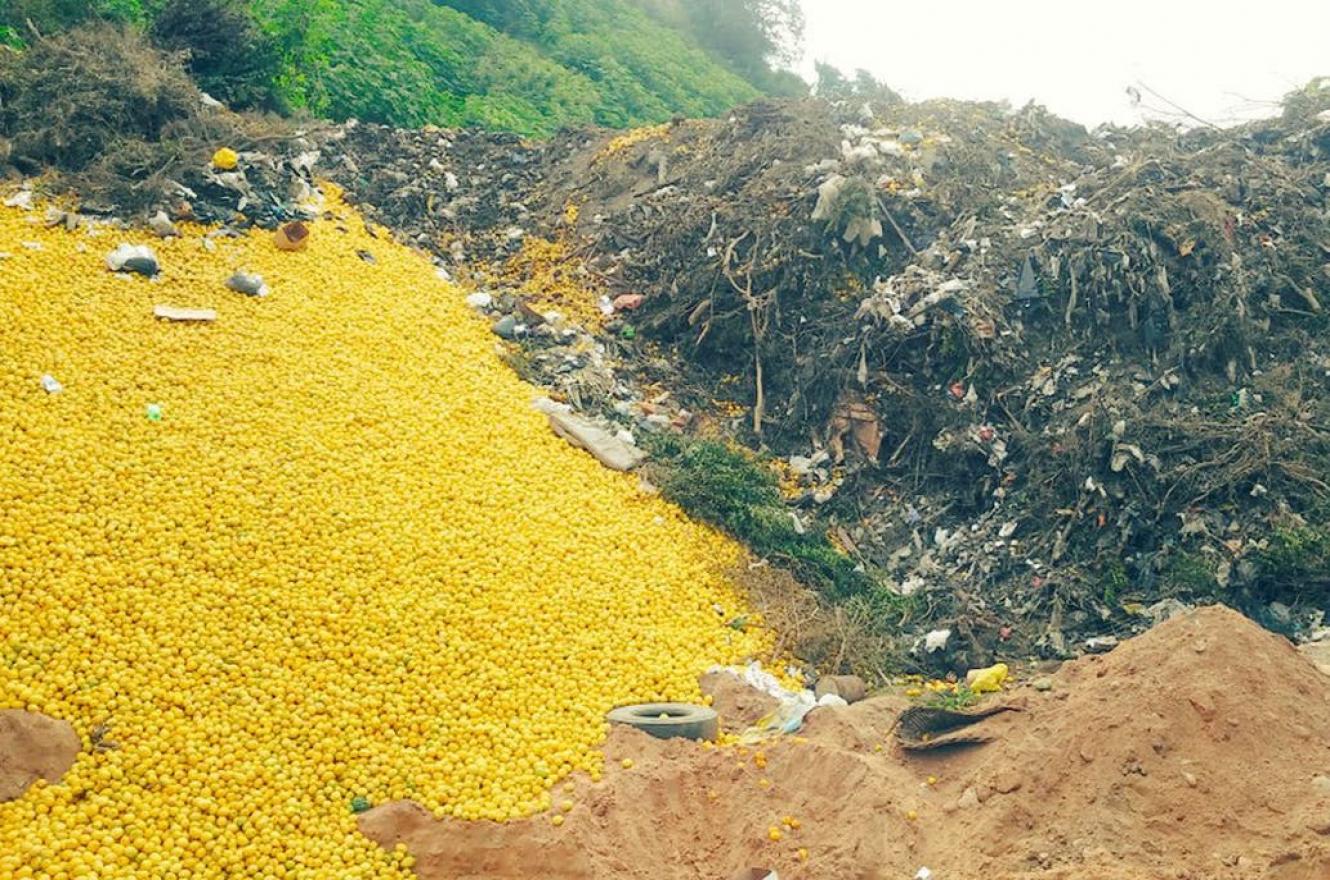 Limones en Tucumán