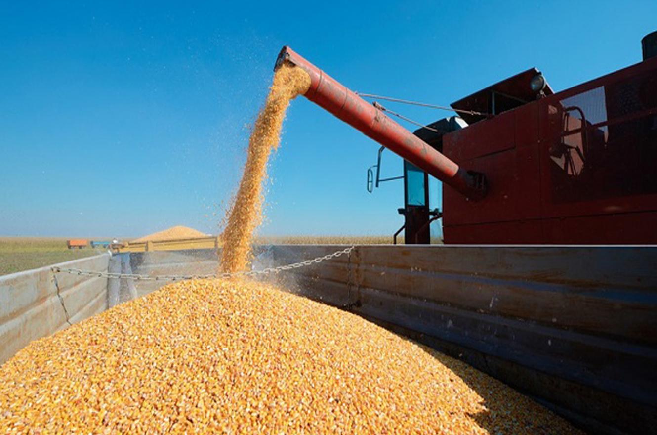 El gobierno suspendió las exportaciones de maíz y hay incertidumbre entre los productores