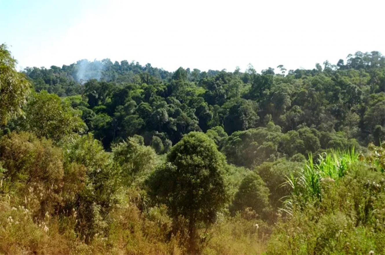 “Los mejores guardianes de los bosques”, así definió la FAO a los pueblos indígenas de América Latina.