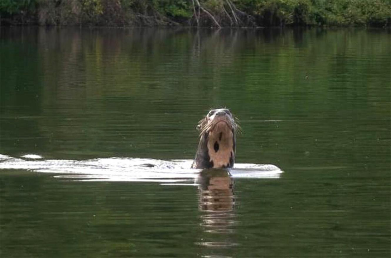 La nutria gigante avistada en una laguna a orillas del río Bermejo, en el Parque Nacional El Impenetrable (Chaco).