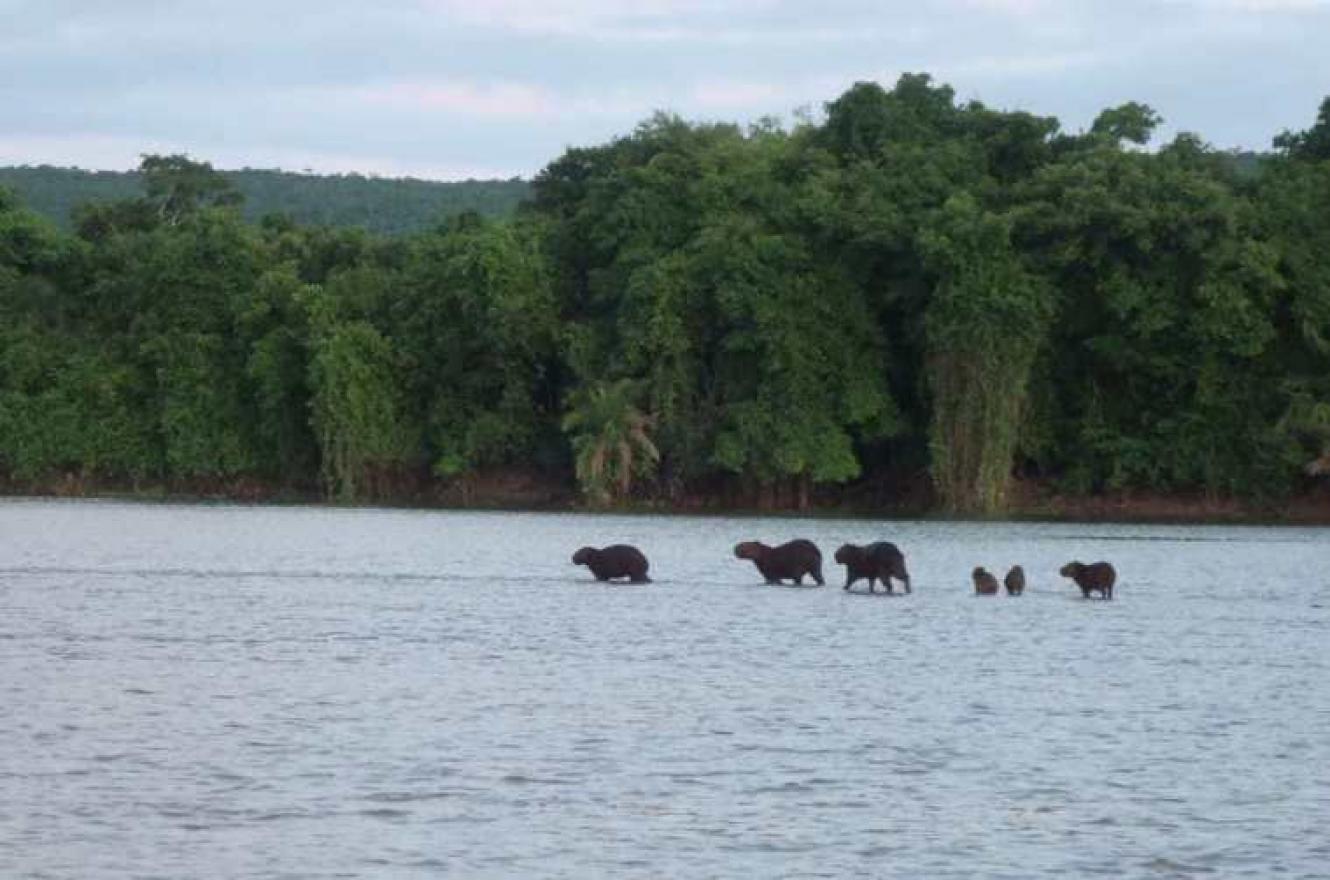 Pantanal