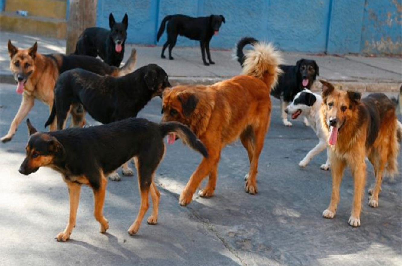 Perros callejeros