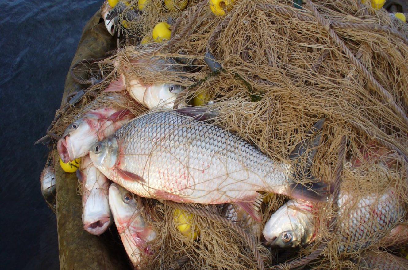 pesca redes