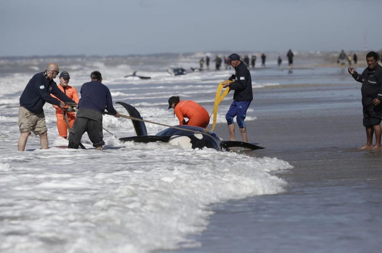 Rescataron a 6 de 7 orcas que habían encallado en Mar Chiquita