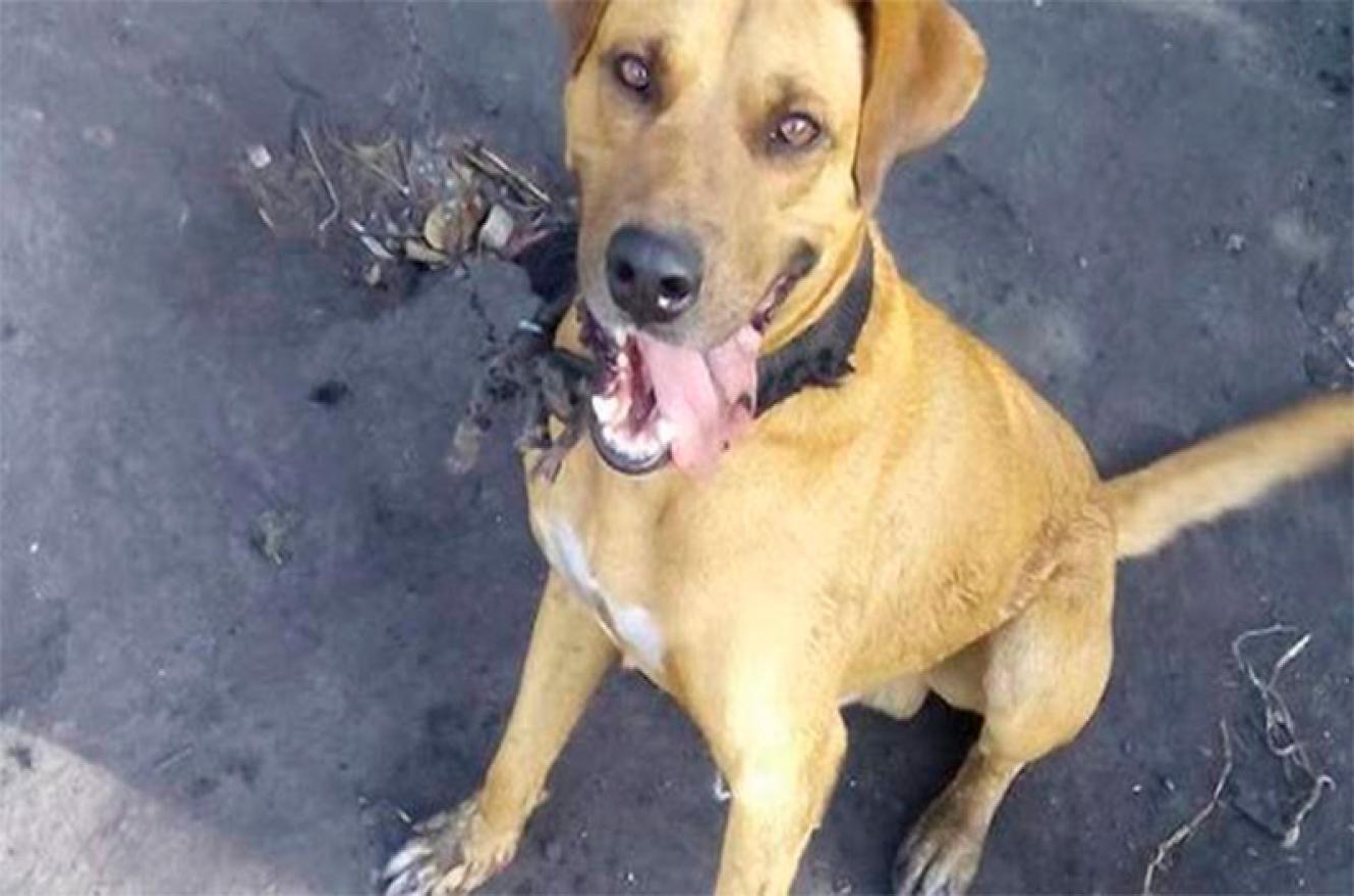 Villaguay: aguardan elevación a juicio de la causa por un perro asesinado a puñaladas