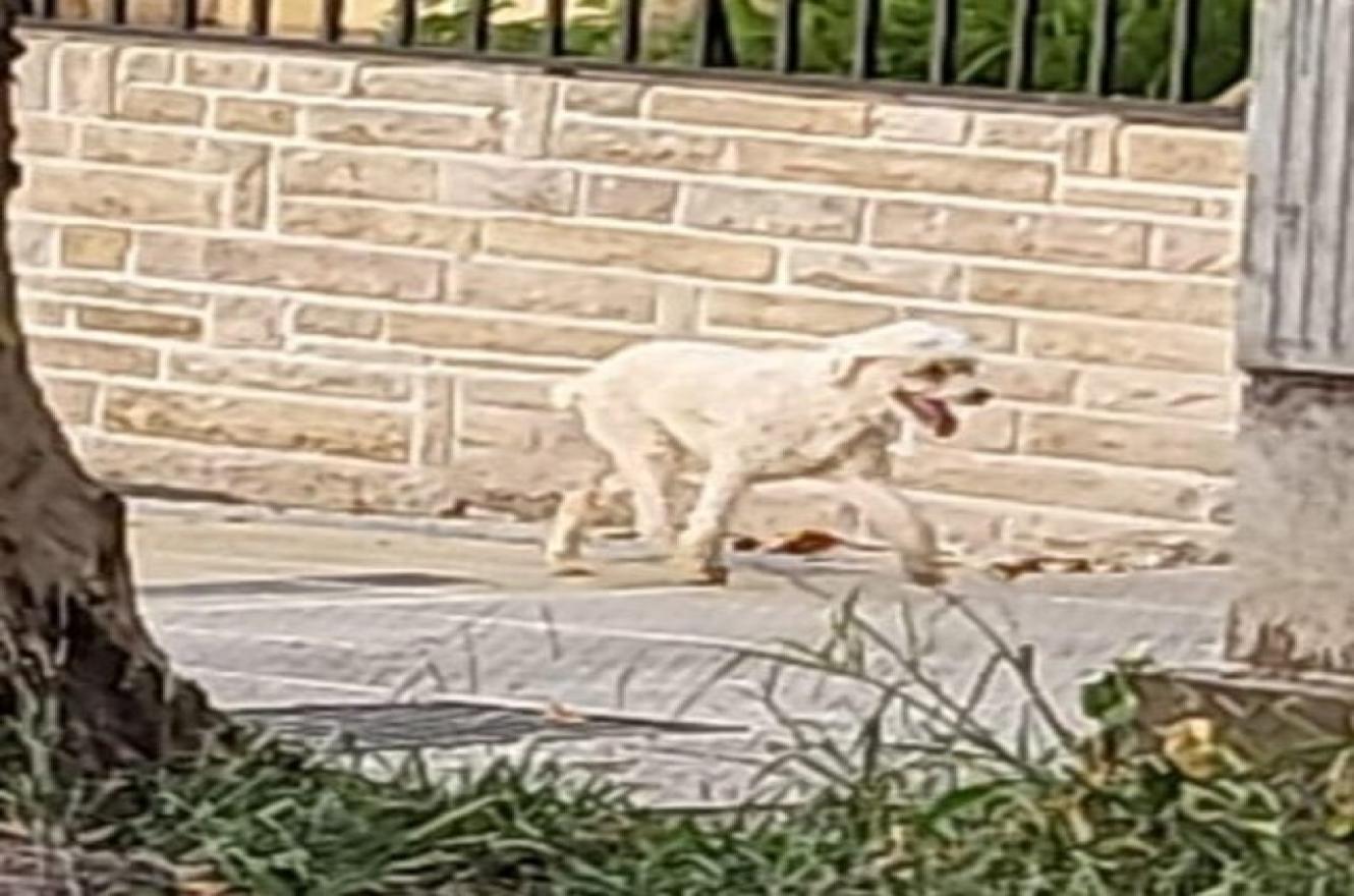 Un grupo de voluntarios se organizó en Paraná para encontrar a Sammy, un perro blanco de ocho años. 