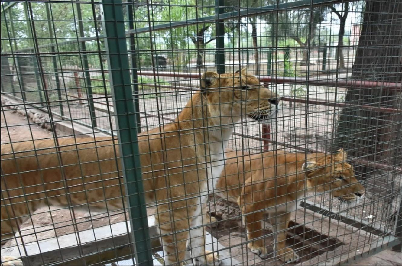 Por falta de cuidado proteccionistas se oponen que la fundación Tekove Mymba de Colón reciba a dos “ligres” (un híbrido cruza de león con tigresa) provenientes de La Rioja.