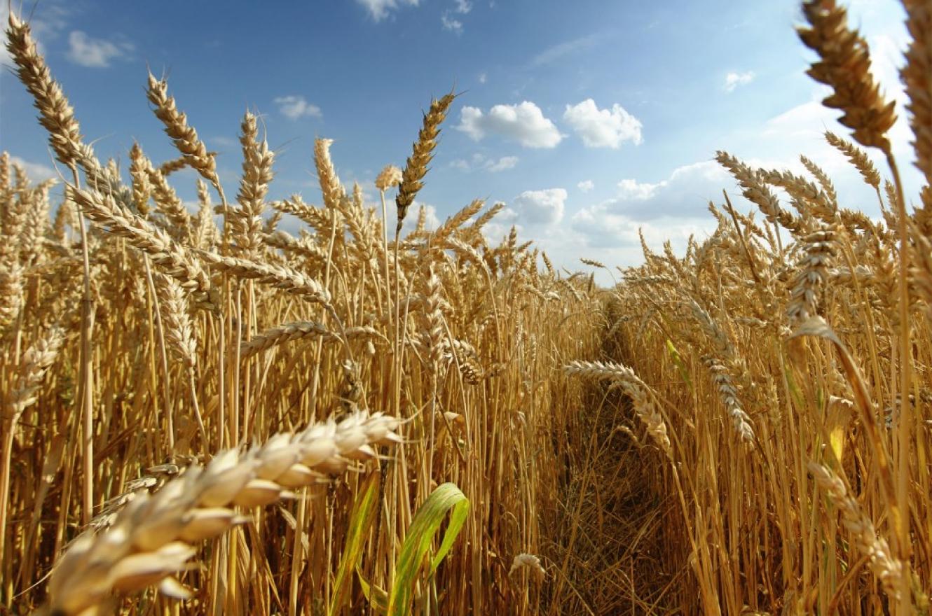 Plantación de trigo