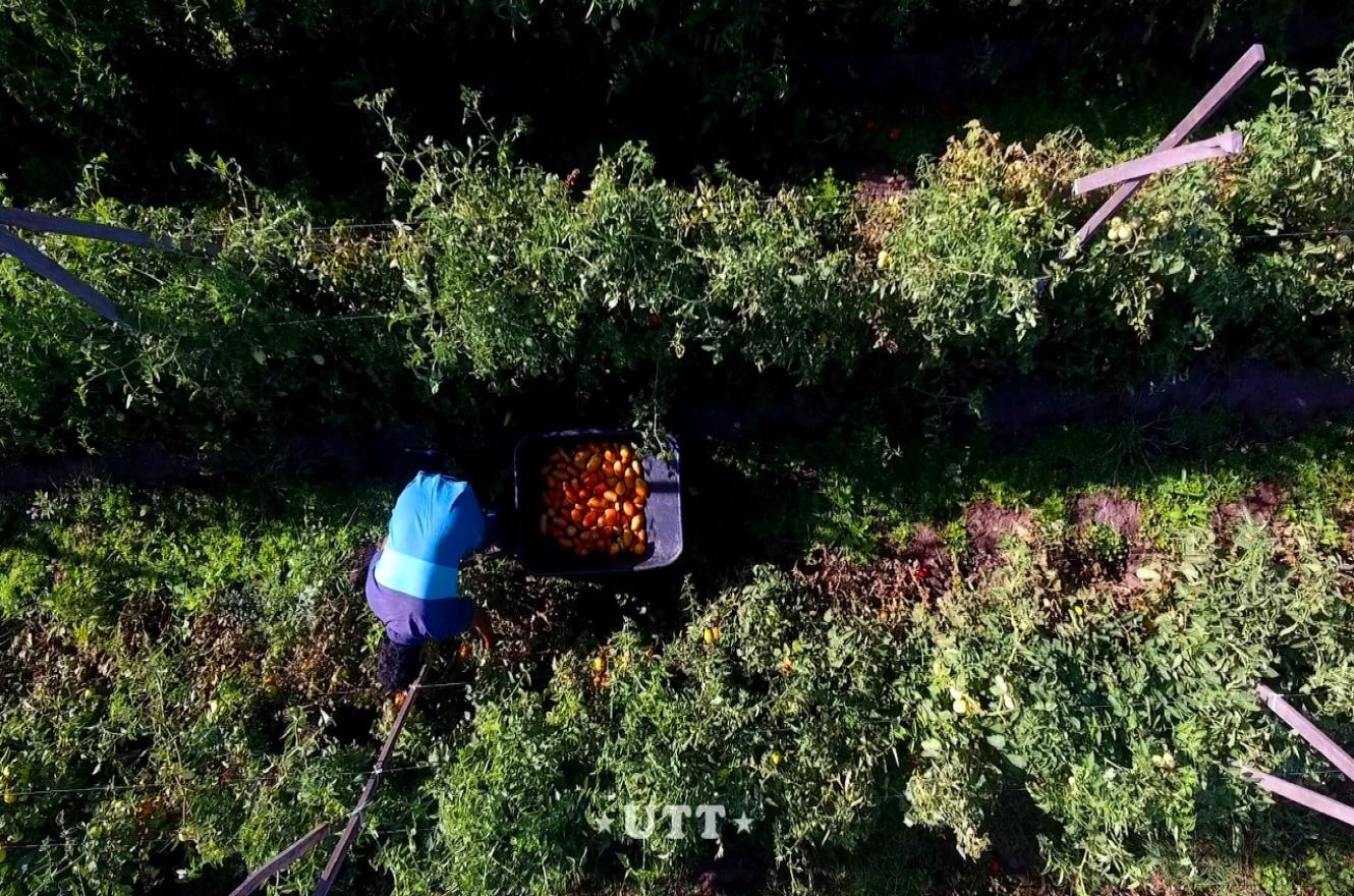 UTT