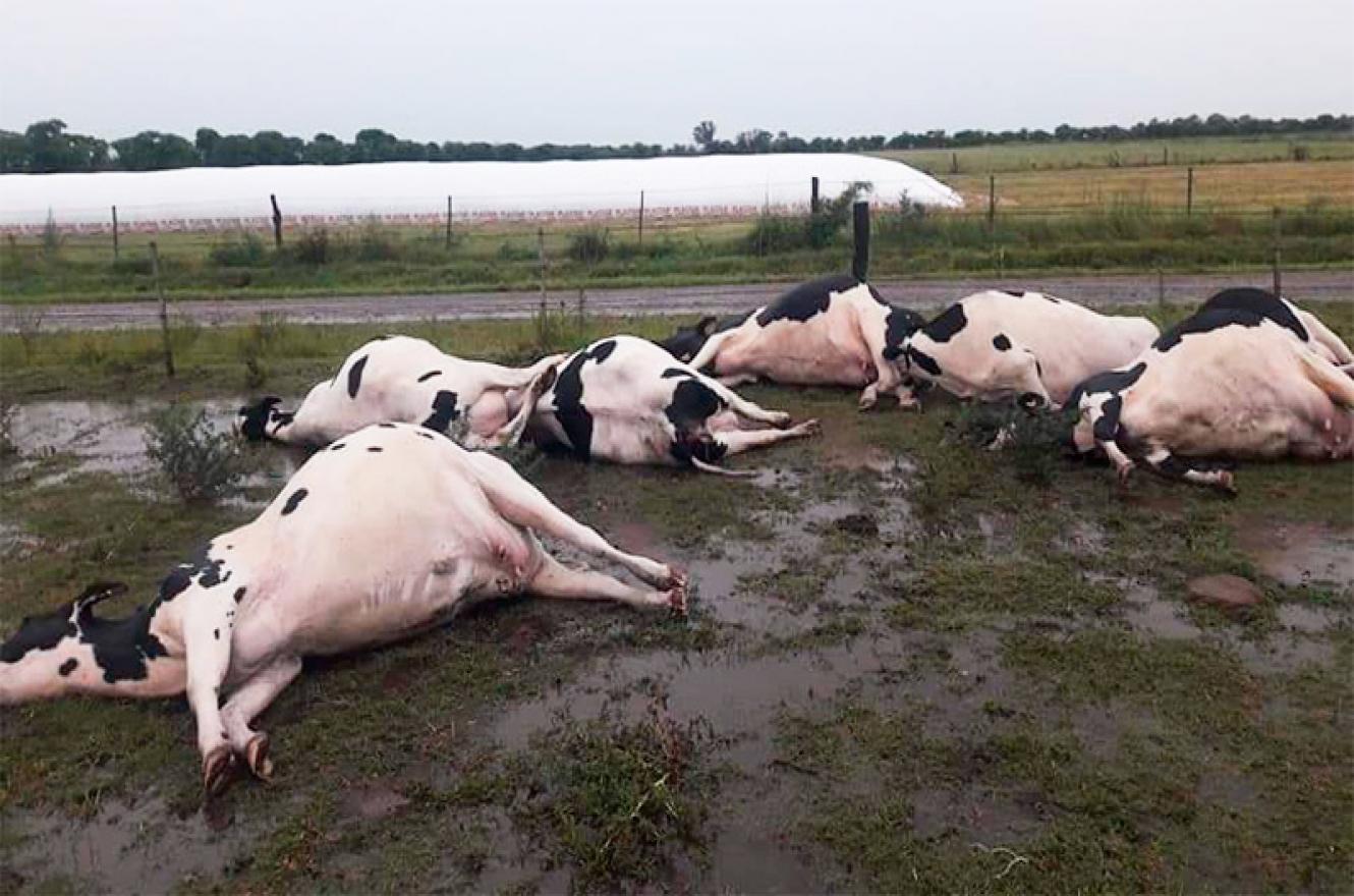 vacas muertas por un rayo en Rafaela