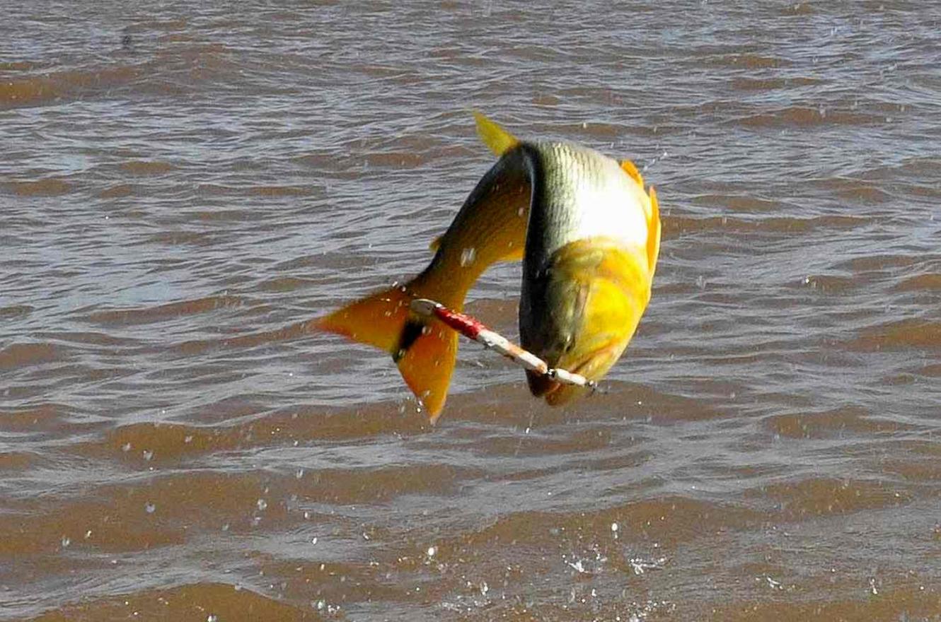 veda para pesca de dorado