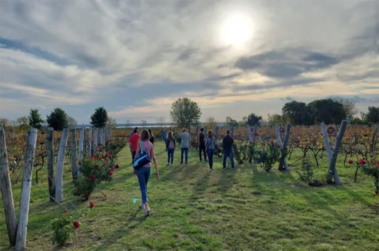 El emprendimiento Los Aromitos produce cerca de 800 kilos de uva por hectárea al año.