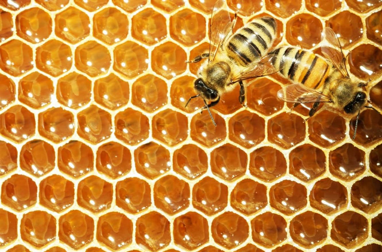 Conformaron una nueva red de apicultores entrerrianos para exportar miel
