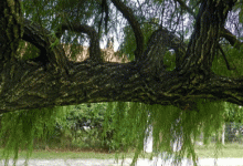 Votarán por el árbol entrerriano.