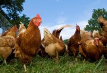 Pollo de Campo