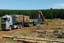 Transporte forestal