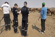 Los inspectores de la AFIP en el establecimiento rural en Concordia.