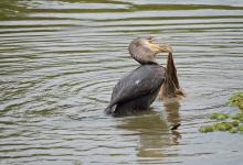 Un estudio relevó la grave afectación de la fauna local por contaminación en el río Paraná