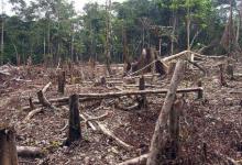 Deforestación