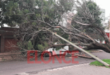 árbol caído calle 25 de Mayo y Presidente Perón