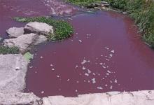 Imagen de archivo cuando el arroyo Espinillo apareció inundado de sangre por el volcado del Frigorífico Soychú.