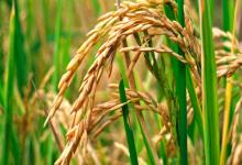 Arroz en Entre Ríos.